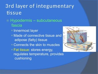 3rd layer of integumentary
tissue
⦿ Hypodermis – subcutaneous
fascia
⚫Innermost layer
⚫Made of connective tissue and
adipose (fatty) tissue
⚫Connects the skin to muscles
⚫Fat tissue: stores energy,
regulates temperature, provides
cushioning
 