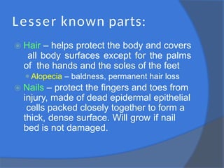 Lesser known parts:
⦿ Hair – helps protect the body and covers
all body surfaces except for the palms
of the hands and the soles of the feet
⚫Alopecia – baldness, permanent hair loss
⦿ Nails – protect the fingers and toes from
injury, made of dead epidermal epithelial
cells packed closely together to form a
thick, dense surface. Will grow if nail
bed is not damaged.
 