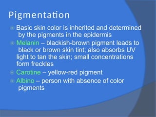 Pigmentation
⦿ Basic skin color is inherited and determined
by the pigments in the epidermis
⦿ Melanin – blackish-brown pigment leads to
black or brown skin tint; also absorbs UV
light to tan the skin; small concentrations
form freckles
⦿ Carotine – yellow-red pigment
⦿ Albino – person with absence of color
pigments
 