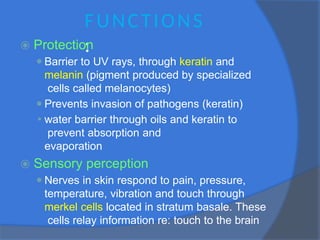 FUNCTIONS
:
⦿ Protection
⚫Barrier to UV rays, through keratin and
melanin (pigment produced by specialized
cells called melanocytes)
⚫Prevents invasion of pathogens (keratin)
⚫ water barrier through oils and keratin to
prevent absorption and
evaporation
⦿ Sensory perception
⚫Nerves in skin respond to pain, pressure,
temperature, vibration and touch through
merkel cells located in stratum basale. These
cells relay information re: touch to the brain
 