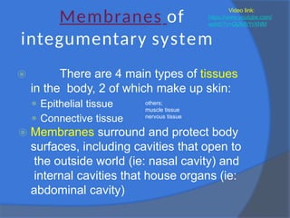 Membranes of
integumentary system
⦿ There are 4 main types of tissues
in the body, 2 of which make up skin:
⚫ Epithelial tissue
⚫ Connective tissue
⦿ Membranes surround and protect body
surfaces, including cavities that open to
the outside world (ie: nasal cavity) and
internal cavities that house organs (ie:
abdominal cavity)
Video link:
https://www.youtube.com/
watch?v=Qj2k8rYrXNM
others;
muscle tissue
nervous tissue
 