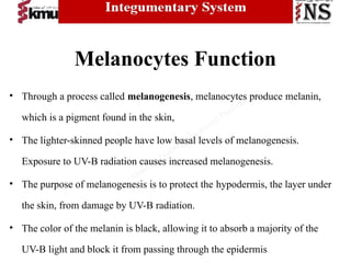 Comprehensive Overview of the Integumentary System: Structure and ...