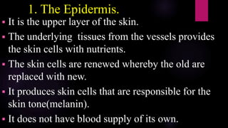 1. The Epidermis.
 It is the upper layer of the skin.
 The underlying tissues from the vessels provides
the skin cells with nutrients.
 The skin cells are renewed whereby the old are
replaced with new.
 It produces skin cells that are responsible for the
skin tone(melanin).
 It does not have blood supply of its own.
 