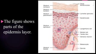 The figure shows
parts of the
epidermis layer.
 
