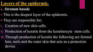 Layers of the epidermis.
a. Stratum basale
 This is the deepest layer of the epidermis.
 They are responsible for;
I. Creation of new skin cells.
II. Production of keratin from the keratinocyte stem cells.
III. Through production of keratin the following are formed
hair, nails and the outer skin that acts as a protection
device
 