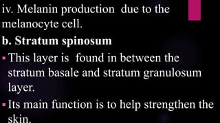 iv. Melanin production due to the
melanocyte cell.
b. Stratum spinosum
 This layer is found in between the
stratum basale and stratum granulosum
layer.
 Its main function is to help strengthen the
skin.
 