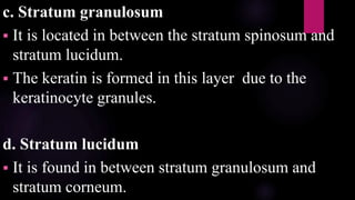 c. Stratum granulosum
 It is located in between the stratum spinosum and
stratum lucidum.
 The keratin is formed in this layer due to the
keratinocyte granules.
d. Stratum lucidum
 It is found in between stratum granulosum and
stratum corneum.
 