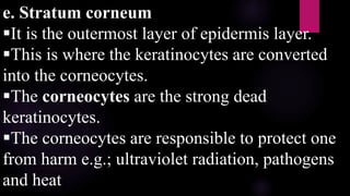 e. Stratum corneum
It is the outermost layer of epidermis layer.
This is where the keratinocytes are converted
into the corneocytes.
The corneocytes are the strong dead
keratinocytes.
The corneocytes are responsible to protect one
from harm e.g.; ultraviolet radiation, pathogens
and heat
 