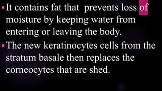 It contains fat that prevents loss of
moisture by keeping water from
entering or leaving the body.
The new keratinocytes cells from the
stratum basale then replaces the
corneocytes that are shed.
 