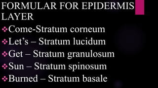 FORMULAR FOR EPIDERMIS
LAYER
Come-Stratum corneum
Let’s – Stratum lucidum
Get – Stratum granulosum
Sun – Stratum spinosum
Burned – Stratum basale
 