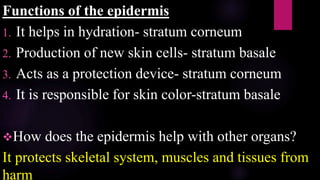 Functions of the epidermis
1. It helps in hydration- stratum corneum
2. Production of new skin cells- stratum basale
3. Acts as a protection device- stratum corneum
4. It is responsible for skin color-stratum basale
How does the epidermis help with other organs?
It protects skeletal system, muscles and tissues from
harm
 