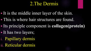 2.The Dermis
 It is the middle inner layer of the skin.
 This is where hair structures are found.
 Its principle component is collagen(protein)
 It has two layers;
i. Papillary dermis
ii. Reticular dermis
 