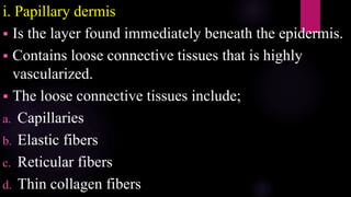 i. Papillary dermis
 Is the layer found immediately beneath the epidermis.
 Contains loose connective tissues that is highly
vascularized.
 The loose connective tissues include;
a. Capillaries
b. Elastic fibers
c. Reticular fibers
d. Thin collagen fibers
 