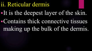 ii. Reticular dermis
It is the deepest layer of the skin.
Contains thick connective tissues
making up the bulk of the dermis.
 