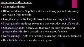 Structures in the dermis.
Connective tissues
Blood capillaries- Supplies nutrients and oxygen and take away
cell waste from the skin
Lymphatic vessels- They destroy bacteria causing infections.
Sweat glands- produces sweat as a waste product out of the skin.
Sebaceous glands- Secrete oil that keep the skin smooth and
protects the skin from bacteria as a waterproof device.
Nerve endings- Acts as a sensing device for feel, touch, harm etc.
Hair follicles- Nourishes the hair to grow.
 