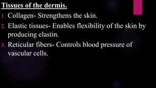 Tissues of the dermis.
1. Collagen- Strengthens the skin.
2. Elastic tissues- Enables flexibility of the skin by
producing elastin.
3. Reticular fibers- Controls blood pressure of
vascular cells.
 