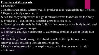 Functions of the dermis.
1.Excretion.
Contains sweat gland where sweat is produced and released though the skin.
2.Regulates body temperature.
When the body temperature is high it releases sweat that cools off the body.
3. Produces oil that inhibits bacterial growth on the skin.
4. Growing hair through the hair follicles that contract when body is cold and
scared causing goose bumps.
5. The nerve endings enables one to experience feeling of either touch, hurt
,itches etc.
6.Distributing blood through the blood vessels to the epidermis it also
removes toxins enabling the skin to strengthen.
7.Enables skin protection due to phagocyte cells that consume harmful
substances .
 