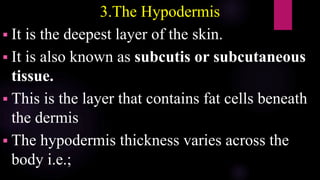 3.The Hypodermis
 It is the deepest layer of the skin.
 It is also known as subcutis or subcutaneous
tissue.
 This is the layer that contains fat cells beneath
the dermis
 The hypodermis thickness varies across the
body i.e.;
 