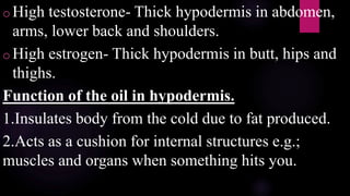 o High testosterone- Thick hypodermis in abdomen,
arms, lower back and shoulders.
o High estrogen- Thick hypodermis in butt, hips and
thighs.
Function of the oil in hypodermis.
1.Insulates body from the cold due to fat produced.
2.Acts as a cushion for internal structures e.g.;
muscles and organs when something hits you.
 