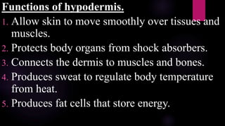 Functions of hypodermis.
1. Allow skin to move smoothly over tissues and
muscles.
2. Protects body organs from shock absorbers.
3. Connects the dermis to muscles and bones.
4. Produces sweat to regulate body temperature
from heat.
5. Produces fat cells that store energy.
 