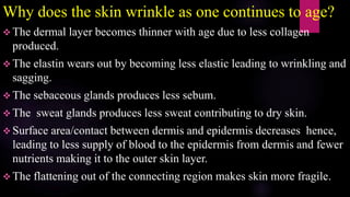 Why does the skin wrinkle as one continues to age?
 The dermal layer becomes thinner with age due to less collagen
produced.
 The elastin wears out by becoming less elastic leading to wrinkling and
sagging.
 The sebaceous glands produces less sebum.
 The sweat glands produces less sweat contributing to dry skin.
 Surface area/contact between dermis and epidermis decreases hence,
leading to less supply of blood to the epidermis from dermis and fewer
nutrients making it to the outer skin layer.
 The flattening out of the connecting region makes skin more fragile.
 