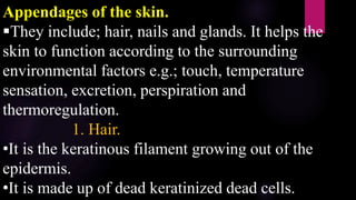 Appendages of the skin.
They include; hair, nails and glands. It helps the
skin to function according to the surrounding
environmental factors e.g.; touch, temperature
sensation, excretion, perspiration and
thermoregulation.
1. Hair.
•It is the keratinous filament growing out of the
epidermis.
•It is made up of dead keratinized dead cells.
 