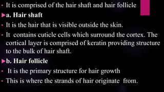 • It is comprised of the hair shaft and hair follicle
a. Hair shaft
• It is the hair that is visible outside the skin.
• It contains cuticle cells which surround the cortex. The
cortical layer is comprised of keratin providing structure
to the bulk of hair shaft.
b. Hair follicle
• It is the primary structure for hair growth
• This is where the strands of hair originate from.
 