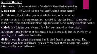 Terms of the hair
i. Hair root - It is where the rest of the hair is found below the skin.
ii. Hair bulb - It is where the hair root ends .Found in the dermis
iii. Hair matrix - It is the layer in which the basal cells are active
iv. Hair papilla - It is the content surrounded by the hair bulb. It is made up of
connective tissue and contains blood capillaries and nerve endings from the dermis
v. Medulla - It is the central core of the hair surrounded by the cortex .
vi. Cuticle - It is the layer of compressed keratinized cells that is covered by an
outer layer of hard keratinized cells.
vii. Hair loss - It occurs when more hair is shed than is being replaced. This
happens when there is hormonal or dietary changes. It can also be due to aging
process or hormone influence.
 
