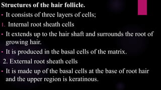 Structures of the hair follicle.
• It consists of three layers of cells;
1. Internal root sheath cells
• It extends up to the hair shaft and surrounds the root of
growing hair.
• It is produced in the basal cells of the matrix.
2. External root sheath cells
• It is made up of the basal cells at the base of root hair
and the upper region is keratinous.
 