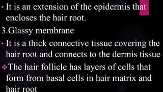 • It is an extension of the epidermis that
encloses the hair root.
3.Glassy membrane
• It is a thick connective tissue covering the
hair root and connects to the dermis tissue
The hair follicle has layers of cells that
form from basal cells in hair matrix and
hair root
 