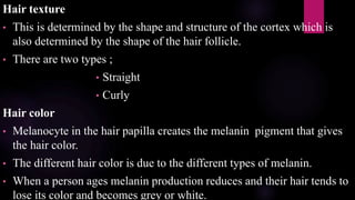 Hair texture
• This is determined by the shape and structure of the cortex which is
also determined by the shape of the hair follicle.
• There are two types ;
• Straight
• Curly
Hair color
• Melanocyte in the hair papilla creates the melanin pigment that gives
the hair color.
• The different hair color is due to the different types of melanin.
• When a person ages melanin production reduces and their hair tends to
lose its color and becomes grey or white.
 