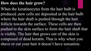 How does the hair grow?
When the keratinocytes from the hair bulb is
produced ,new cells are deposited at the hair bulb
where the hair shaft is pushed through the hair
follicle towards the surface. These cells are then
pushed to the skin surface to form the hair shaft that
is visible. The hair that grows out of the skin is
composed of dead keratin. That is why when you
shave or cut your hair it doesn’t have sensation.
 