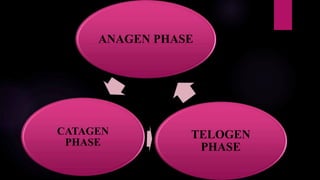 CATAGEN
PHASE
TELOGEN
PHASE
ANAGEN PHASE
 
