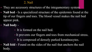 2. Nail
• They are accessory structures of the integumentary system.
• Nail bed - Is a specialized structure of the epidermis found at the
tip of our fingers and toes. The blood vessel makes the nail bed
appear pink.
• Nail body -
• It is formed on the nail bed.
• It prevents our fingers and toes from mechanical stress.
• It is composed of densely parked keratinocytes.
• Nail fold - Found on the sides of the nail that anchors the nail
body.
 