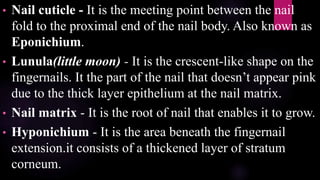 • Nail cuticle - It is the meeting point between the nail
fold to the proximal end of the nail body. Also known as
Eponichium.
• Lunula(little moon) - It is the crescent-like shape on the
fingernails. It the part of the nail that doesn’t appear pink
due to the thick layer epithelium at the nail matrix.
• Nail matrix - It is the root of nail that enables it to grow.
• Hyponichium - It is the area beneath the fingernail
extension.it consists of a thickened layer of stratum
corneum.
 
