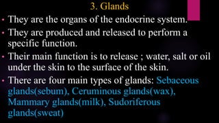 3. Glands
• They are the organs of the endocrine system.
• They are produced and released to perform a
specific function.
• Their main function is to release ; water, salt or oil
under the skin to the surface of the skin.
• There are four main types of glands: Sebaceous
glands(sebum), Ceruminous glands(wax),
Mammary glands(milk), Sudoriferous
glands(sweat)
 