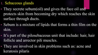 1. Sebaceous glands
• They secrete sebum(oil) and gives the face oil and
protects skin from becoming dry which reaches the skin
surface through ducts.
• Sebum is a mixture of lipids that forms a thin film on the
skin.
• It’s part of the pilosebaceous unit that include: hair, hair
follicle and arrector pili muscles.
• They are involved in skin problems such as: acne and
keratosis pilaris
 