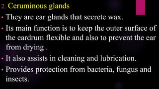 2. Ceruminous glands
• They are ear glands that secrete wax.
• Its main function is to keep the outer surface of
the eardrum flexible and also to prevent the ear
from drying .
• It also assists in cleaning and lubrication.
• Provides protection from bacteria, fungus and
insects.
 