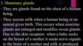 3. Mammary glands.
• They are glands found on the chest of a human
being.
• They secrete milk when a human being or an
animal gives birth. This occurs when exocrine
glands are enlarged and modifies sweat glands.
Due to the skin receptors when a baby sucks
on the breast of a mother it sends nerve signals
to the brain of a mother and milk is produced.
 