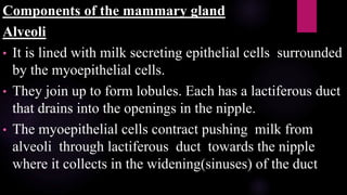 Components of the mammary gland
Alveoli
• It is lined with milk secreting epithelial cells surrounded
by the myoepithelial cells.
• They join up to form lobules. Each has a lactiferous duct
that drains into the openings in the nipple.
• The myoepithelial cells contract pushing milk from
alveoli through lactiferous duct towards the nipple
where it collects in the widening(sinuses) of the duct
 