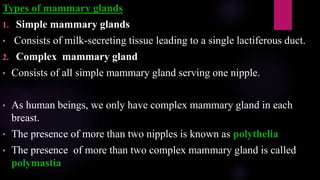 Types of mammary glands
1. Simple mammary glands
• Consists of milk-secreting tissue leading to a single lactiferous duct.
2. Complex mammary gland
• Consists of all simple mammary gland serving one nipple.
• As human beings, we only have complex mammary gland in each
breast.
• The presence of more than two nipples is known as polythelia
• The presence of more than two complex mammary gland is called
polymastia
 