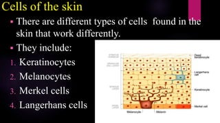 Cells of the skin
 There are different types of cells found in the
skin that work differently.
 They include:
1. Keratinocytes
2. Melanocytes
3. Merkel cells
4. Langerhans cells
 