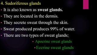 4. Sudoriferous glands
• It is also known as sweat glands.
• They are located in the dermis.
• They secrete sweat through the skin.
• Sweat produced produces 99% of water.
• There are two types of sweat glands;
• Apocrine sweat glands
• Eccrine sweat glands
 