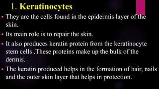 1. Keratinocytes
 They are the cells found in the epidermis layer of the
skin.
 Its main role is to repair the skin.
 It also produces keratin protein from the keratinocyte
stem cells .These proteins make up the bulk of the
dermis.
 The keratin produced helps in the formation of hair, nails
and the outer skin layer that helps in protection.
 