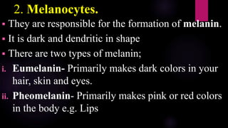 2. Melanocytes.
 They are responsible for the formation of melanin.
 It is dark and dendritic in shape
 There are two types of melanin;
i. Eumelanin- Primarily makes dark colors in your
hair, skin and eyes.
ii. Pheomelanin- Primarily makes pink or red colors
in the body e.g. Lips
 