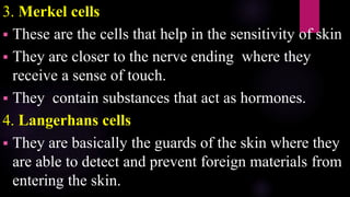 3. Merkel cells
 These are the cells that help in the sensitivity of skin
 They are closer to the nerve ending where they
receive a sense of touch.
 They contain substances that act as hormones.
4. Langerhans cells
 They are basically the guards of the skin where they
are able to detect and prevent foreign materials from
entering the skin.
 