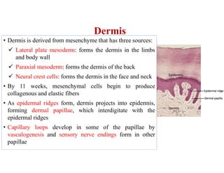 Dermis
• Dermis is derived from mesenchyme that has three sources:
 Lateral plate mesoderm: forms the dermis in the limbs
and body wall
 Paraxial mesoderm: forms the dermis of the back
 Neural crest cells: forms the dermis in the face and neck
• By 11 weeks, mesenchymal cells begin to produce
collagenous and elastic fibers
• As epidermal ridges form, dermis projects into epidermis,
forming dermal papillae, which interdigitate with the
epidermal ridges
• Capillary loops develop in some of the papillae by
vasculogenesis and sensory nerve endings form in other
papillae
 