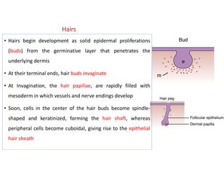 Hairs
• Hairs begin development as solid epidermal proliferations
(buds) from the germinative layer that penetrates the
underlying dermis
• At their terminal ends, hair buds invaginate
• At Invagination, the hair papillae, are rapidly filled with
mesoderm in which vessels and nerve endings develop
• Soon, cells in the center of the hair buds become spindle-
shaped and keratinized, forming the hair shaft, whereas
peripheral cells become cuboidal, giving rise to the epithelial
hair sheath
 