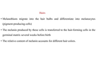 Hairs
• Melanoblasts migrate into the hair bulbs and differentiate into melanocytes
(pigment-producing cells)
• The melanin produced by these cells is transferred to the hair-forming cells in the
germinal matrix several weeks before birth
• The relative content of melanin accounts for different hair colors.
 