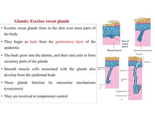 Glands: Eccrine sweat glands
• Eccrine sweat glands form in the skin over most parts of
the body
• They begin as buds from the germinative layer of the
epidermis
• The buds grow into the dermis, and their end coils to form
secretory parts of the glands
• Smooth muscle cells associated with the glands also
develop from the epidermal buds
• These glands function by merocrine mechanisms
(exocytosis)
• They are involved in temperature control
 